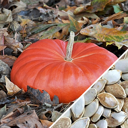 Pumpkin - Cinderella - SeedsNow.com