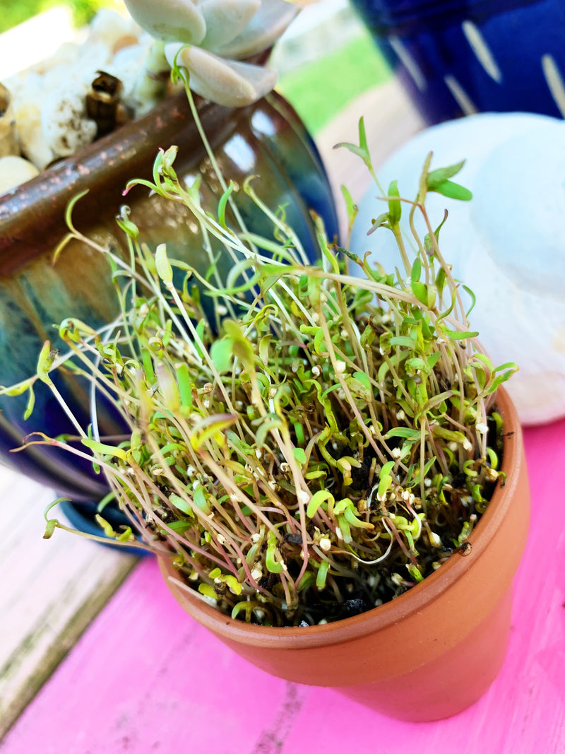 Sprouts/Microgreens - Quinoa
