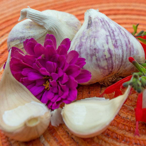 Garlic - (Soft Neck) Inchelium Red (Organic) *PRE-ORDER*