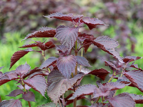 Shiso, Red (Perilla Leaf, Japanese Basil) - SeedsNow.com