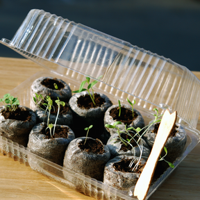 Seed starter kit with organic soil pods and seedlings in clear plastic container on wooden surface