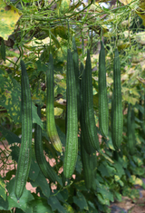 Gourd - Long Snake - SeedsNow.com