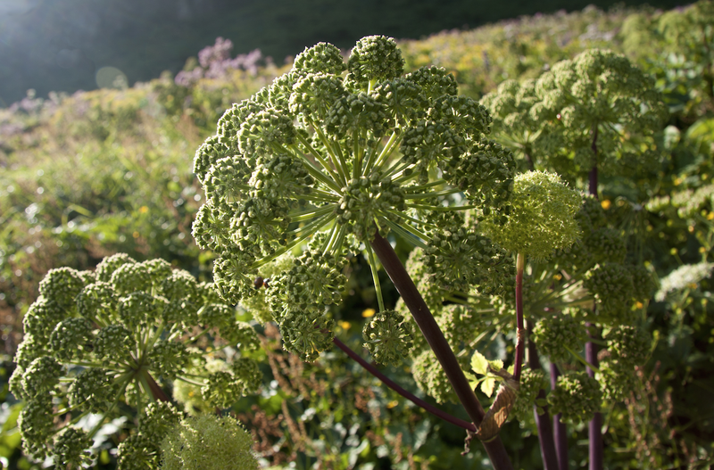 Angelica (Wild Celery / Holy Ghost)