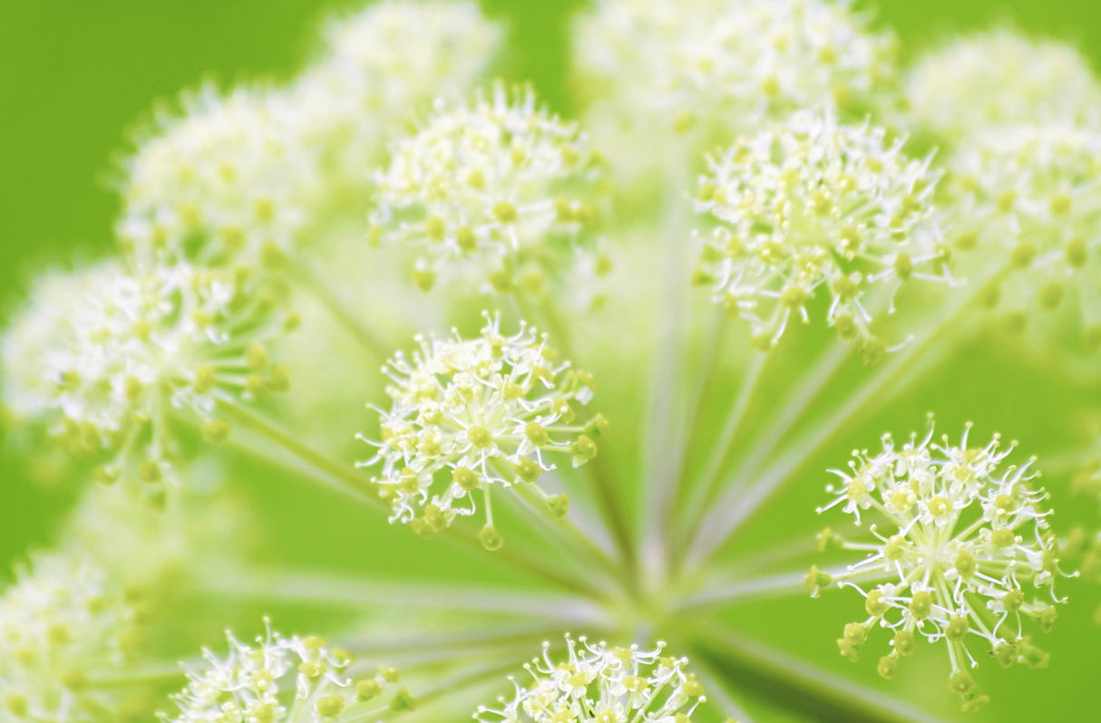 Angelica (Wild Celery / Holy Ghost) - SeedsNow.com