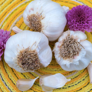 Garlic - (Soft Neck) Italian Late *PRE-ORDER*