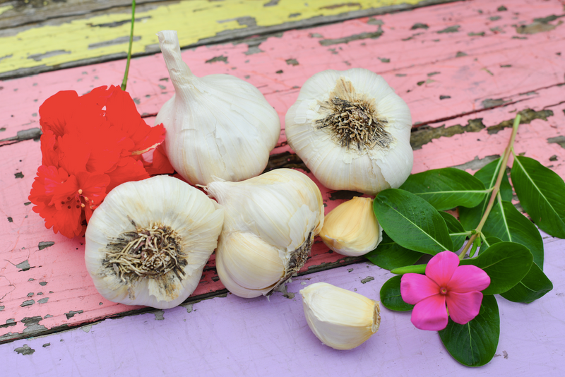 Garlic - (Soft Neck) Inchelium Red (Organic) *PRE-ORDER* - SeedsNow.com