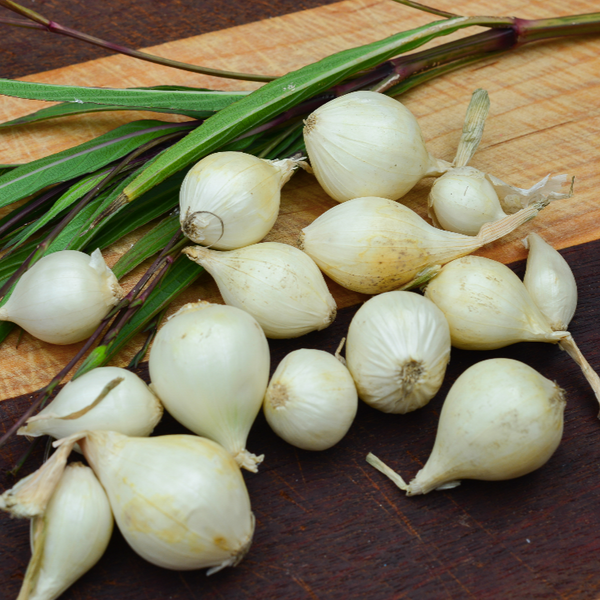 Onion (Sets) - Ebenezer, White