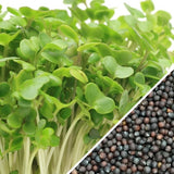 Sprouts/Microgreens - Broccoli.