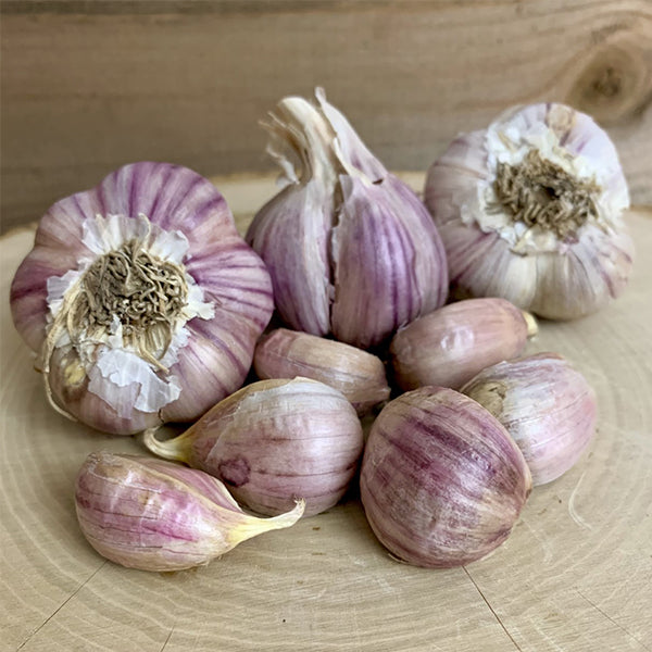 Garlic - (Hard Neck) Svea (Organic) *PRE-ORDER* - SeedsNow.com
