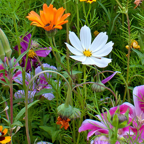 Wildflowers - Annual Cut Flower Scatter Garden Seed Mix