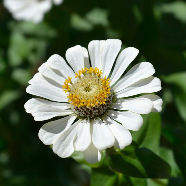 Flowers - Zinnia, Polar Bear - SeedsNow.com