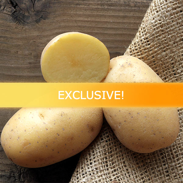Potato (Mid-Season) - Agata (Organic/Heirloom)