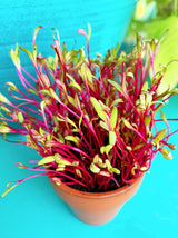 Sprouts/Microgreens - Beet, Dark Red - SeedsNow.com