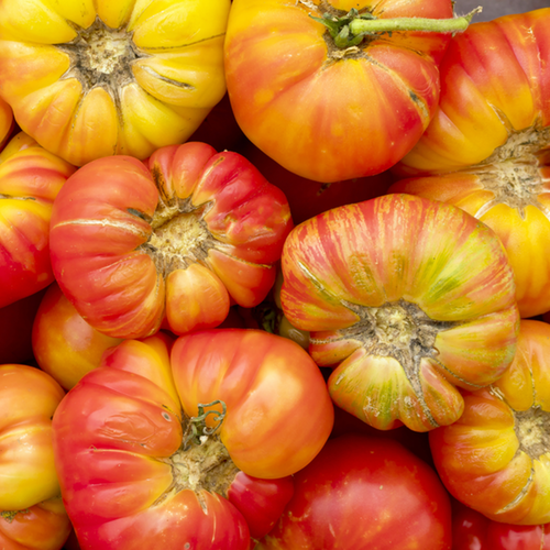 Tomato - Big Rainbow (Indeterminate)