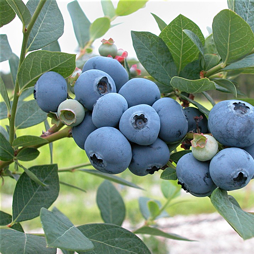 Blueberry, Highbush