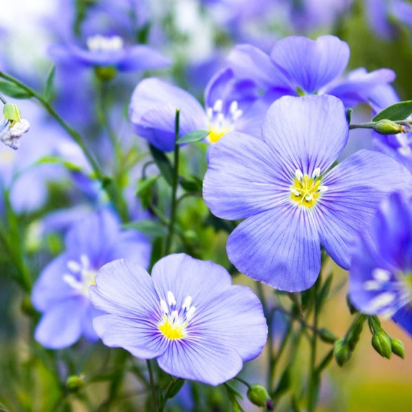 Flowers - Flax, Blue - SeedsNow.com