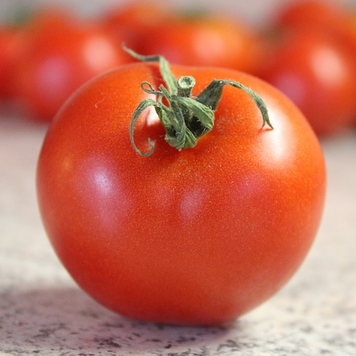 Tomato - Bradley (Indeterminate)