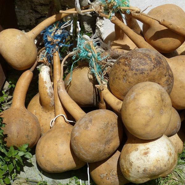 Gourd - Dipper, Long Handle - SeedsNow.com