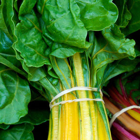 Canary yellow Swiss chard plant with vibrant leaves, grown from SeedsNow Swiss Chard Canary Yellow seeds.