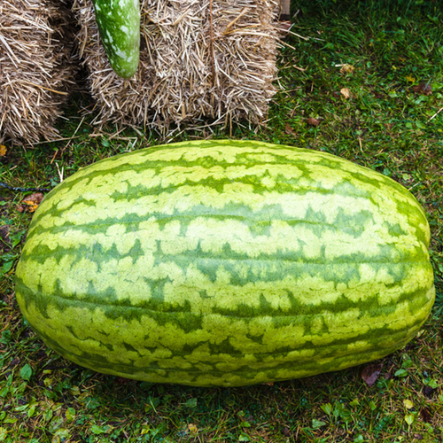 Watermelon - Carolina Cross