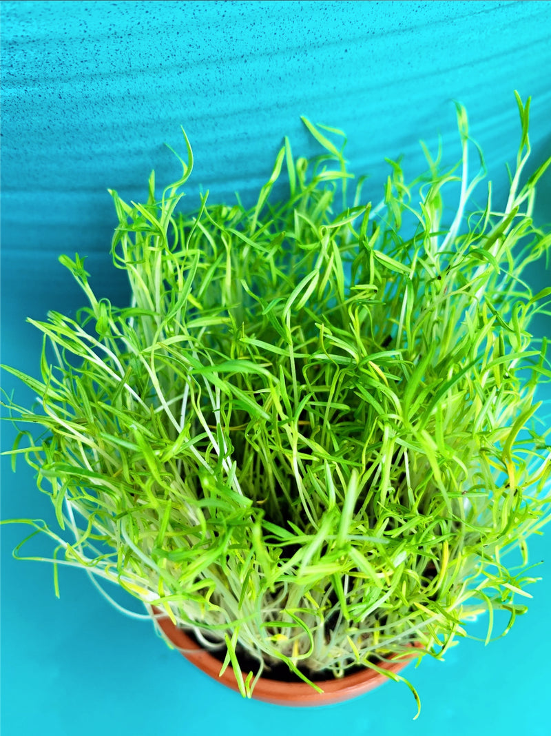 Sprouts/Microgreens - Carrots (Micro) - SeedsNow.com