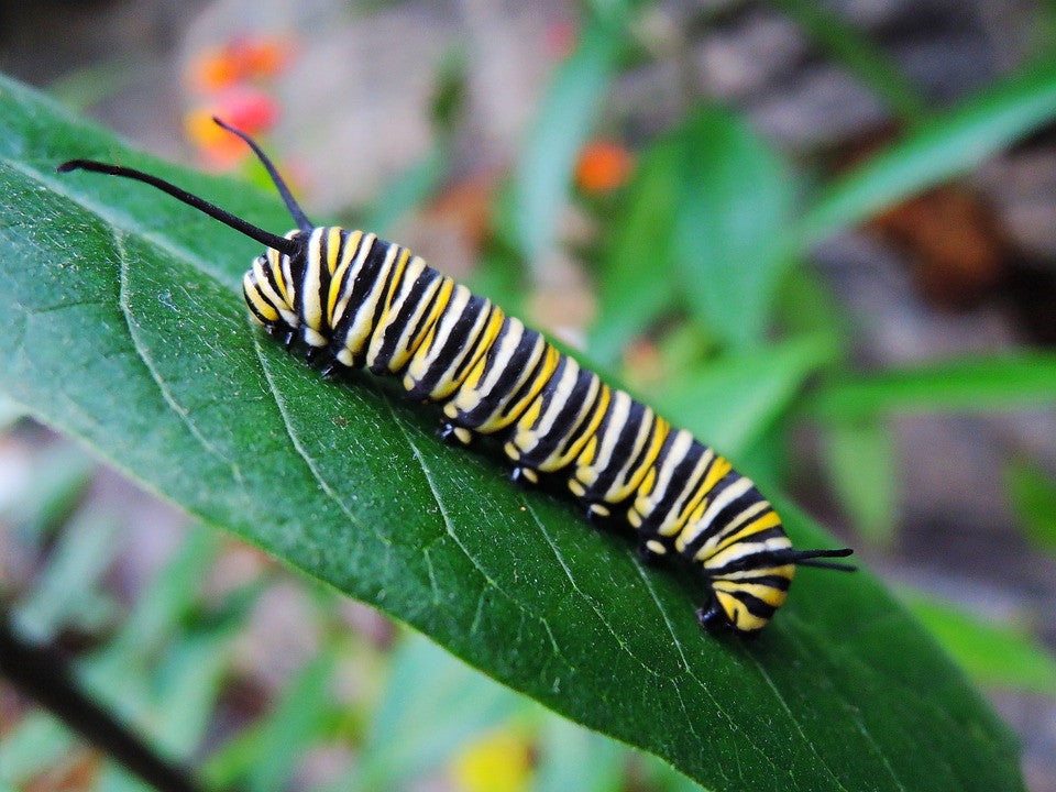 Flowers - Milkweed, Tropical (Monarch Butterfly/Blood Flower) - Silky Deep Red - SeedsNow.com