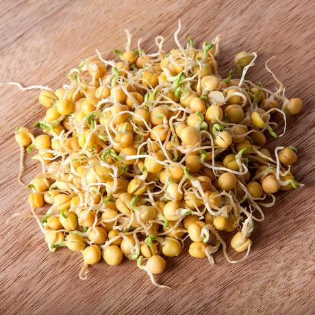 Sprouts/Microgreens - Bean, Garbanzo (Chickpea) - SeedsNow.com