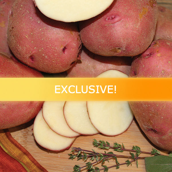 Potato (Mid-Season) - Chieftain (Organic/Heirloom)