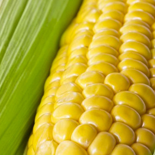 Corn - Golden Bantam, Sweet  (Organic)