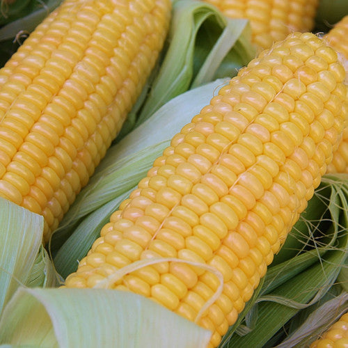 Corn - Fishers Earliest, Sweet (Organic)