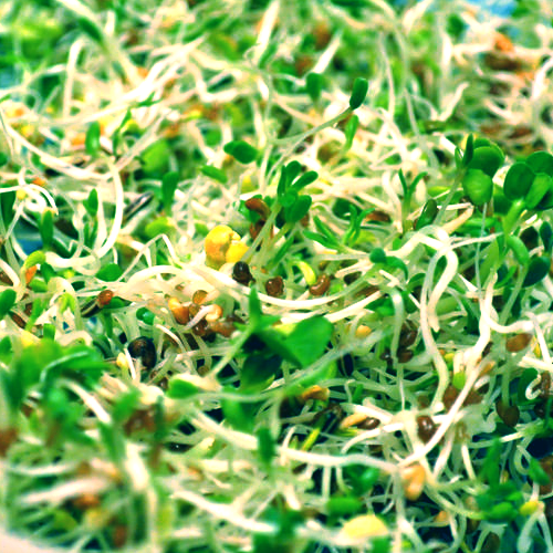 Sprouts/Microgreens - Radish, Daikon
