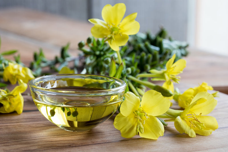 Flowers - Evening Primrose (King’s Cure-All)