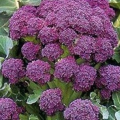 Broccoli - Early Purple - SeedsNow.com