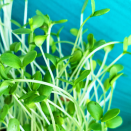 Sprouts/Microgreens - Flax (brown) - SeedsNow.com