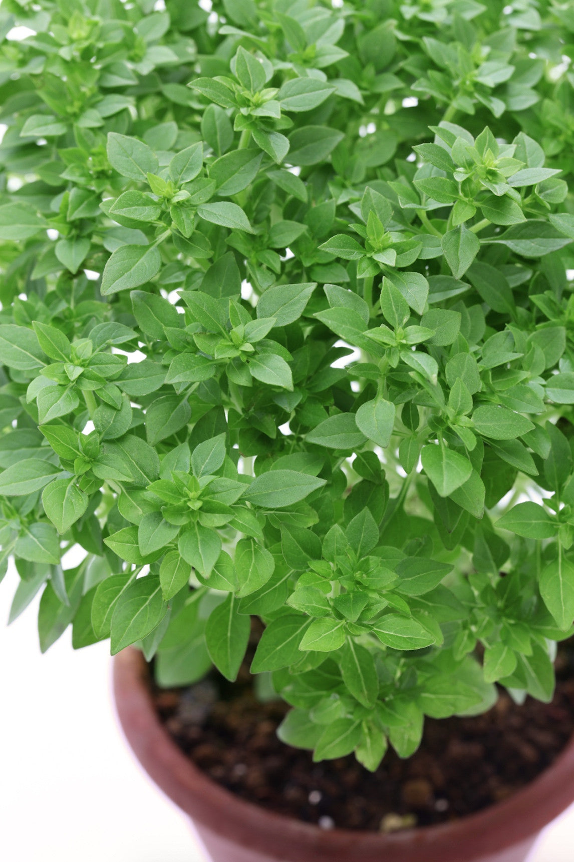 Basil, Greek - SeedsNow.com