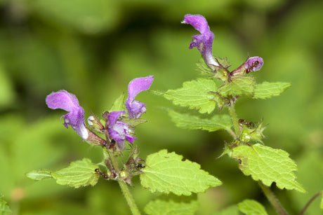 Horehound.