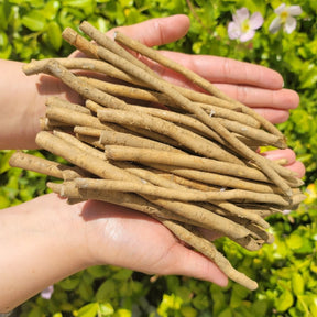 Large horseradish root from SeedsNow-Horseradish, fresh and earthy with a rough, brown exterior and white interior visible.