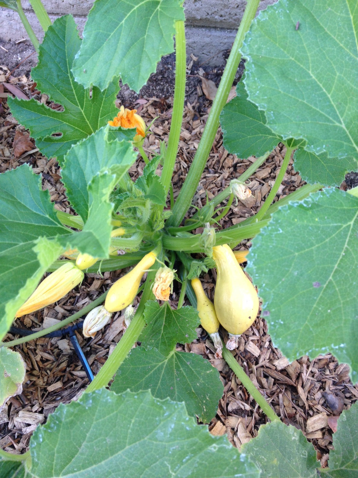 Squash (Summer) - Crookneck, Yellow Early Summer.