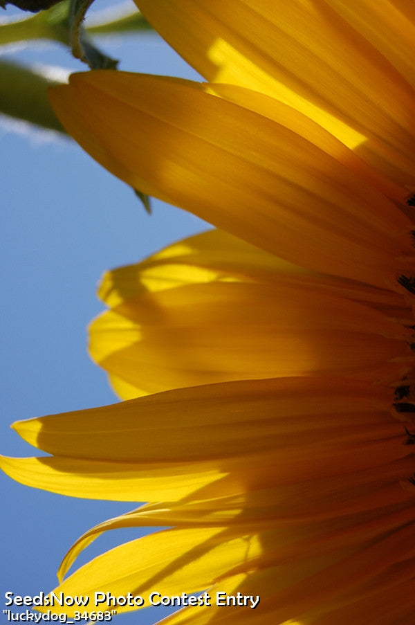 Sunflower - Sungold, Tall.