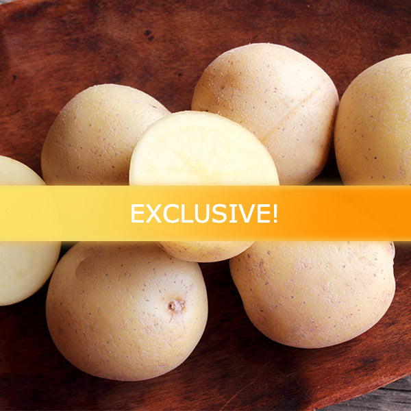 Potato (Early-Season) - Malou (Organic/Heirloom)