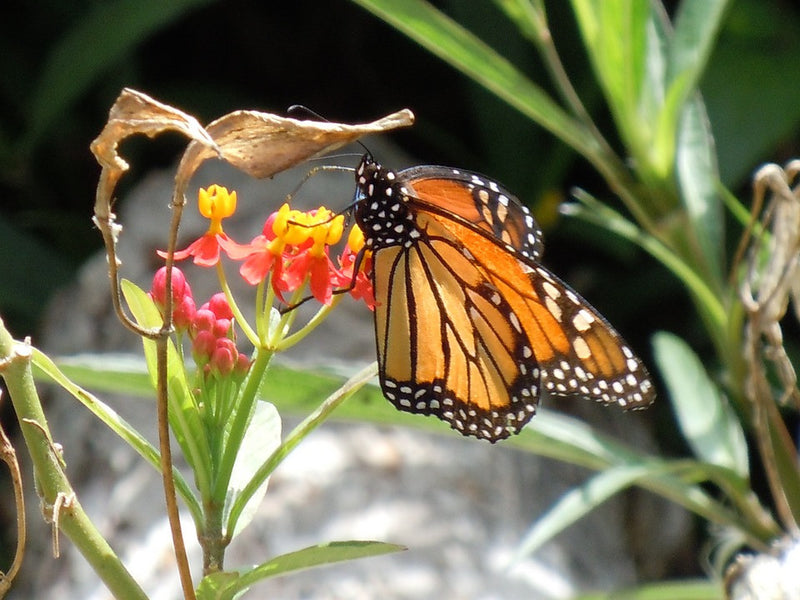 Flowers - Milkweed, Tropical (Monarch Butterfly/Blood Flower) - Silky Deep Red - SeedsNow.com