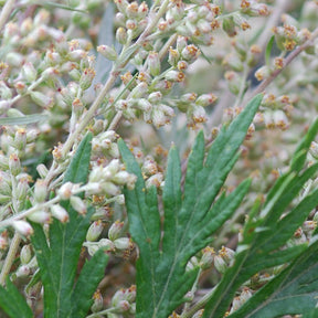 Mugwort herb seeds in small packet, natural plant seeds for gardening and herbal use, from SeedsNow.com