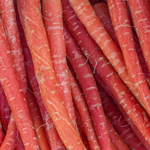 Carrot - Nutri-Red, 9" Long