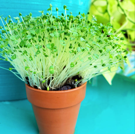 Sprouts/Microgreens - Chia - SeedsNow.com