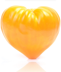 Tomato - Oxheart, Yellow (Indeterminate) - SeedsNow.com