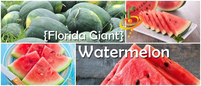 Watermelon - Florida Giant.