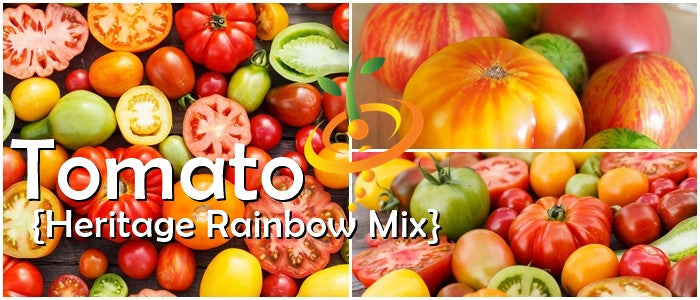Tomato - Heritage Rainbow Mix [INDETERMINATE].