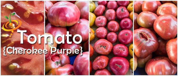 Tomato - Cherokee Purple [INDETERMINATE].