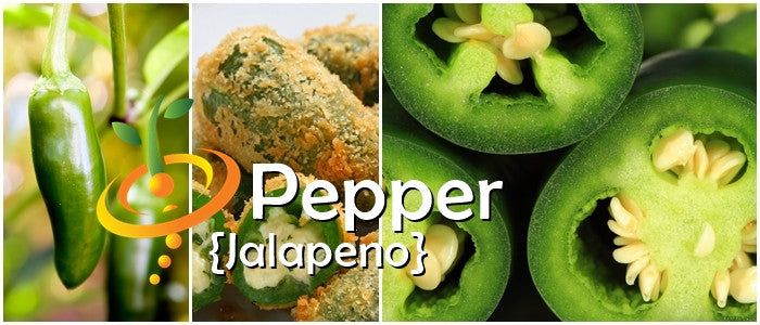 Pepper - Jalapeno.