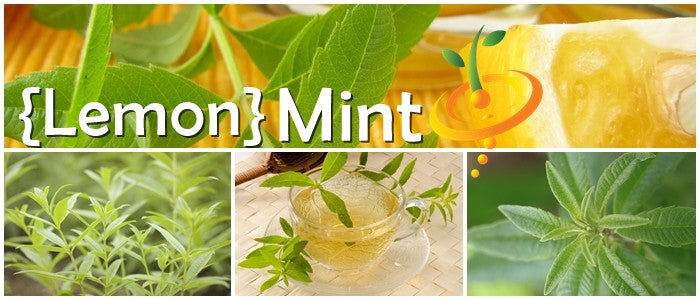 Mint - Lemon.